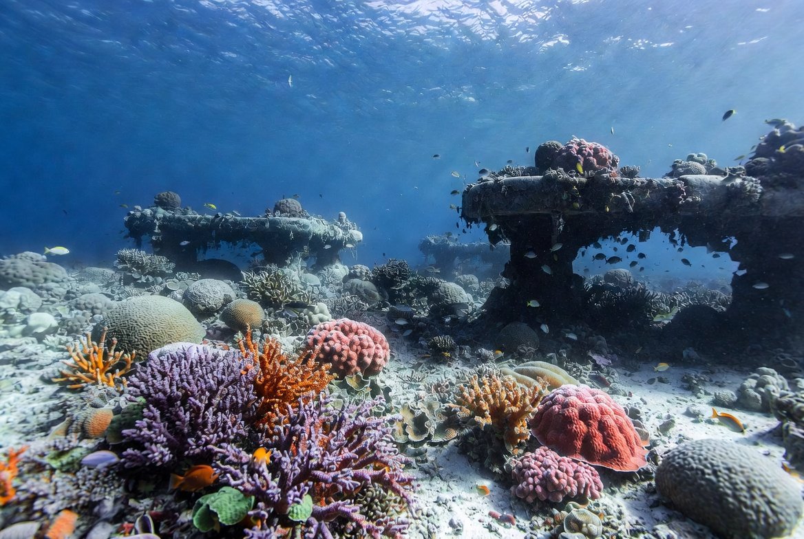 Diverse fish species returning due to Coral Reef Restoration and Fish Populations