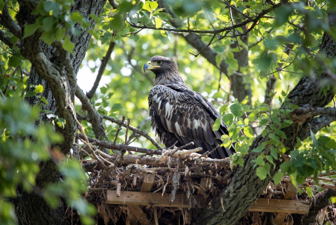 Power line retrofitting for Eastern Imperial Eagle Conservation Success