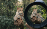 Ethical wildlife photo tourism practices